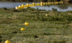 une barriĂšre de bouĂ©es Ă Etaples, avant l'estuaire de la Canche, pour empĂȘcher le passage de migrants, le 28 aoĂ»t 2023 dans le Pas-de-Calais