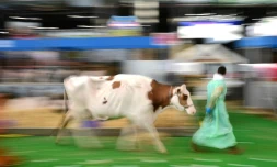 Les préparatifs du 57e Salon international de l'agriculture parc des expositions de la Porte de Versailles à Paris