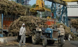 L'usine de sucre Triveni à Sabitgarh, dans l'État indien Uttar Pradesh, le 23 janvier 2019