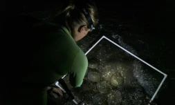 Kristi Lieske fait une estimation du nombre de crabes fer à cheval sur une plage près de Dover, dans le Delaware, le 17 juin 2022