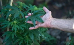 Un Sud-Africain atteint de sclérose en plaques, qui produit du cannabis à Johannesbourg, le 18 juillet 2017