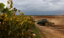 Un tracteur prépare les sols pour la culture d'amandiers à la place d'un ancien vignoble, le 13 octobre 2025 prÚs de Lodi, en Californie