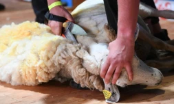 Le Hongrois Arjan Kaashoek tond un mouton aux forces, Ă Le Dorat en Haute-Vienne le 4 juillet 2019