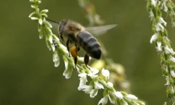 Les terres, les mers et les ĂȘtre vivants qu'elles abritent sont menacĂ©s par les destructions de l'humanitĂ©, qui doit faire la "paix avec la nature" pour Ă©viter une facture dĂ©sastreuse