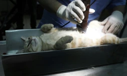 Un vétérinaire prépare un chat pour une opération de stérilisation au centre vétérinaire municipal de Jérusalem, le 7 mars 2019