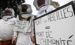 Des apiculteurs lancent un cri d'alarme sur le déclin des abeilles à Strasbourg, le 7 juin 2018