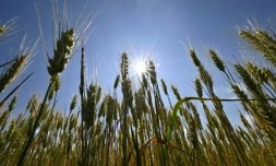 Un champ de blé dans une ferme de la région de Mykolaiv, dans le sud de l'Ukraine, le 11 juin 2022