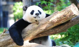 Un panda géant dans le zoo de Washington, le 24 août 2016