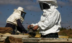 L'apicultrice palestinienne Miassar Khoudair (d) inspecte ses ruches, à l'est du camp de réfugiés de Jabalia, dans la bande de Gaza, le 30 avril 2023