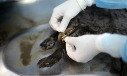 Photo fournie par le musée du Mammouth de Iakoutsk, en Russie, d'une autopsie d'un chiot vieux de quelques 12.460 années