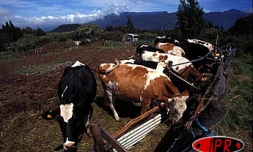Élevage de bovins (Photo archives)
