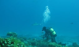 Requin dans les îles Eparses (photo Pascale Chabanet)