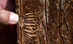 Les traces laissĂ©es par le scolyte sur un tronc d'arbre, Ă Hoexter en Allemagne, le 25 juillet 2019. Cette sorte de mini-scarabĂ©e saccage les forĂȘts allemandes fragilisĂ©es par la sĂ©cheresse et les tempĂȘtes liĂ©es au rĂ©chauffement climatique