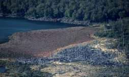 Des arbres de la forĂȘt du parc Karukinka ravagĂ©s par des castors, le 10 mars 2021 en Terre de feu, au sud du Chili