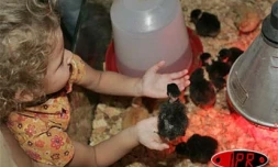 Foire de Bras-Panon (photo d'archives)