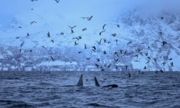 Des orques chassent un banc de harengs dans le fjord Reisafjorden, le 15 janvier 2019 près de Tromsoe, dans l'extrême-nord de la Norvège