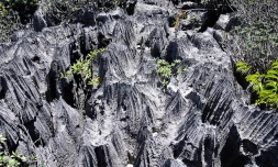 Le parc national Ankarana Ă Madagascar photo Noel Thomas