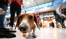 Le teckel Benny, membre d'une patrouille canine à l'aéroport de Berlin, le 20 octobre 2023