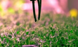 Ferme maraîchère érigée au milieu du désert à Dubaï, Al-Badia produit différents légumes à la verticale avec des techniques alliant des contrôles précis de la lumière et l'irrigation, le 4 août 2020