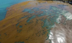 Des sargasses s'amoncellent sur la cĂŽte de Le Gosier, en Guadeloupe, le 23 avril 2018