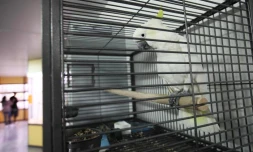 Cacatoès à huppe jaune