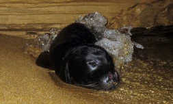Un bébé phoque moine (monachus monachus) se repose dans une grotte marine sur la côte ouest de Chypre, le 10 novembre 2011. Photo fournie par le Département de la pêche et de la recherche marine de Chypre