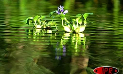 Flore aquatique de La Réunion