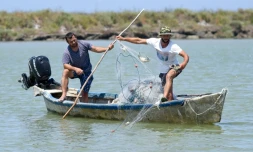 Adrian Kola, un pĂȘcheur, retire des crabes bleus de son filet sur la riviĂšre du village d'Adriatik, prĂšs du lagon de DivjakĂ« en Albanie le 24 juillet 2020