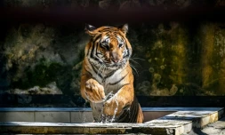 Un tigre du Bengale dans son enclos du  zoo national de Dacca, le 7 avril 2026 au Bangladesh