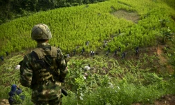Un champ de coca près de Medellin en Colombie en septembre 2014
