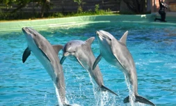 Des dauphins lors d'un spectacle au zoo de Port-Saint-Père, le 14 octobre 2017