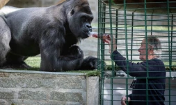 Pierre Thivillon, propriétaire du parc zoologique de Saint-Martin-la-Plaine, donne à boire à un gorille, le 17 mai 2021 deux jours avant la réouverture au public