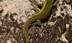 Journée de l'environnement le dimanche 5 juin 2011