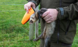 Steven McGonigal, considéré comme le dernier chasseur de lapins professionnel aux méthodes traditionnelles en Irlande, pose un émetteur GPS sur son furet, le 18 août 2020 à Donegal