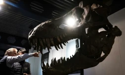 Le crâne du tyrannosaure rex "Trinity", lors de sa vente aux enchères à la maison Koller à Zurich, le 18 avril 2023
