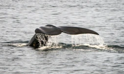 Une baleine franche en Atlantique nord au large de Cape Cod dans le Massachusetts, le 14 avril 2020