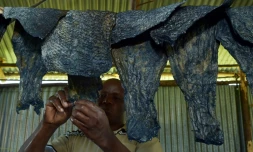 Newton Owino, chimiste industriel, met des peaux à sécher dans sa tannerie de cuir de poisson, le 11 juin 2018 à Kisumu, au Kenya