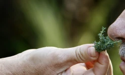 La perte de l'odorat un des symptÎmes du Covid-19 est difficile à vivre mais la rééducation existe