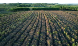 Des plantations de maté brûlées par la sécheresse à la coopérative agricole Colonia Liebig, le 23 février 2022 à Corrientes, en Argentine