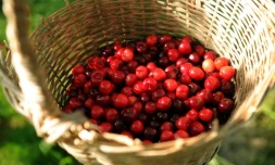 Récolte de cerises le 19 mai 2014 à Itxassou au Pays Basque