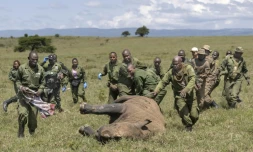 Des vétérinaires kényans et des rangers se précipitent pour aider une femelle rhinocéros sédatée à des fins de relocalisation, dans le parc national de Nakuru, au Kenya, le 7 juin 2025