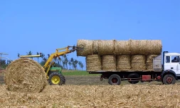 Champ paille de canne