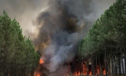 Photo diffusée par le Service départemental d'incendie et de secours (SDIS 33)) d'un incendie à Saint-Magne, le 9 août 2022 en Gironde