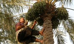 Un homme cueille des dattes à Badra, dans l'est de l'Irak, le 5 juillet 2022
