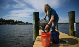 Kimberly Price, sur le ponton de sa maison où elle cultive des huîtres, à Crownsville, dans la baie de Chesapeake, le 20 mai 2025 dans le Maryland