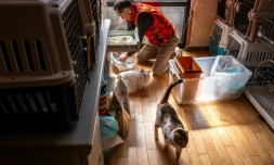 Toru Akama, ancien employé de centrale nucléaire, nourrit des chats dans son refuge pour animaux à Namie, dans la préfecture de Fukushima, le 5 mars 2026 au Japon