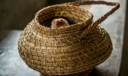 Un fourmilier nain le 26 octobre 2016 au zoo de Huachipa, à Lima