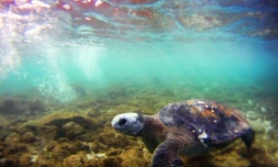 Une tortue près de l'Ile de Pâques, en juillet 2010