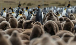 Pingouins sur les îles Falkland, en octobre 2019