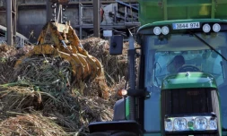 Lundi 11 Juillet 2011 Bois rouge - Début de la coupe de la canne dans l'est
Photo Mamousse Mathieu